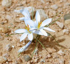 Crocus aleppicus
