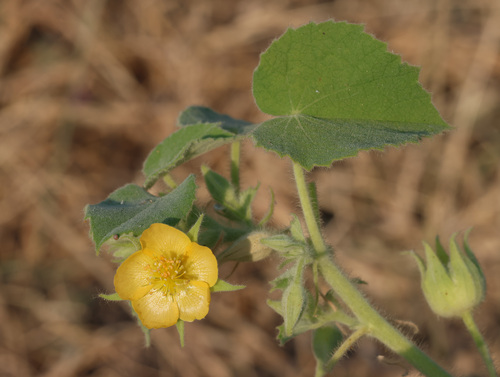 Abutilon pannosum