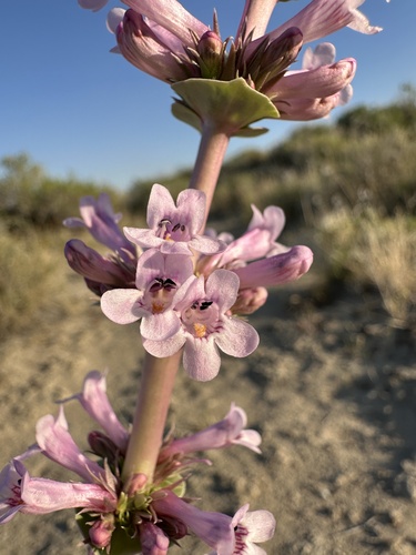 Sharpleaf Penstemon (Penstemon acuminatus)