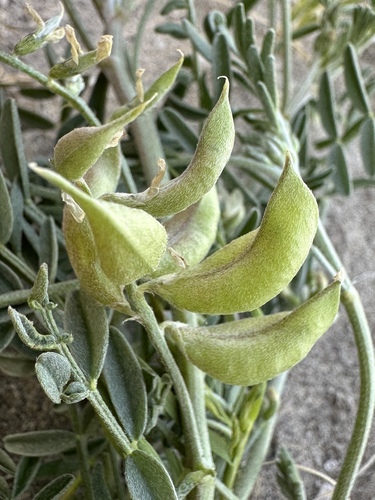 Geyer's milkvetch (Astragalus geyeri)