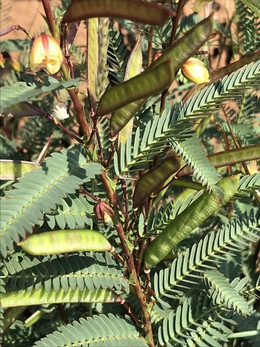 Fishbone cassia