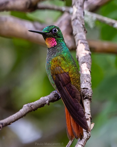 Brazilian Ruby (Heliodoxa rubricauda), photo 9