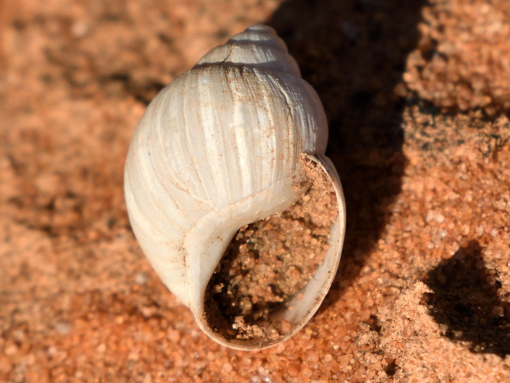 Bothriembryon costulatus