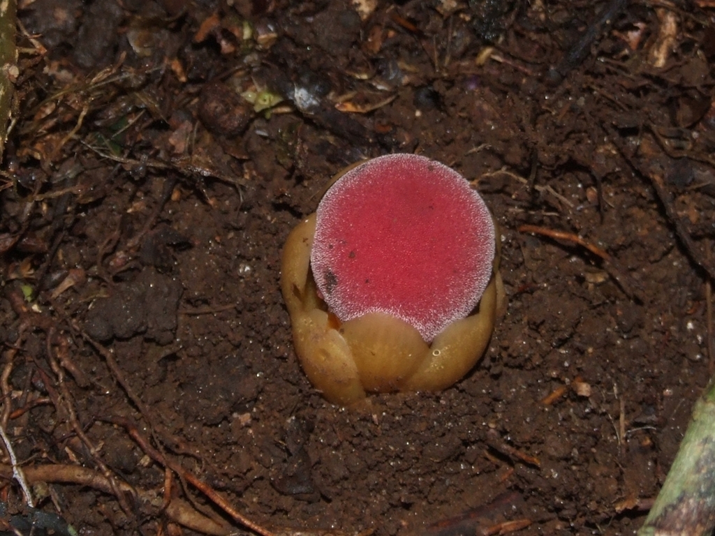 Balanophora