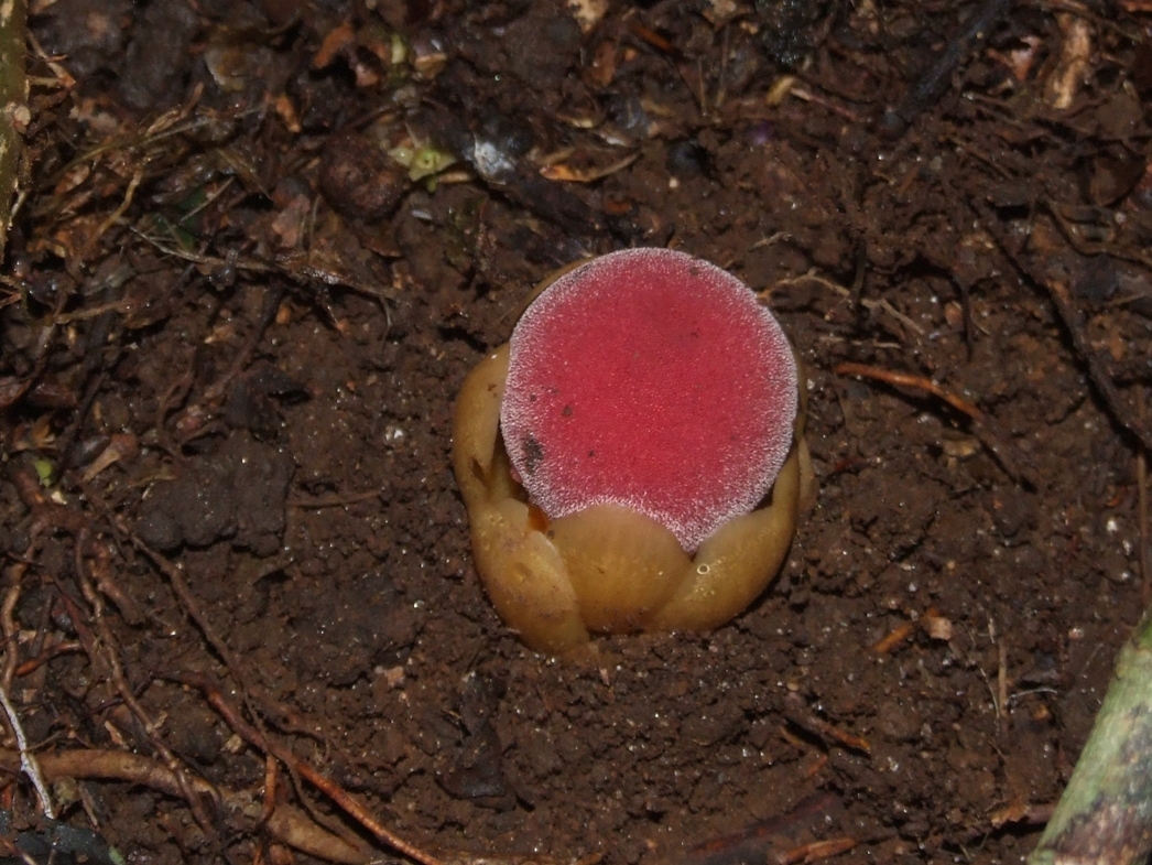 Balanophora