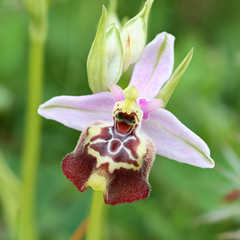 Pink butterfly orchid (Ophrys calliantha)