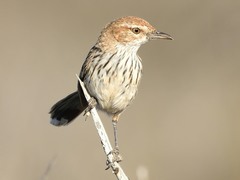 Calamanthus campestris