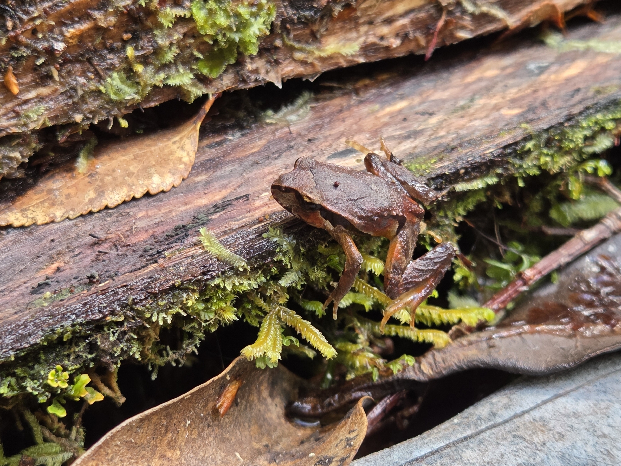 Eupsophus calcaratus (Günther, 1881)