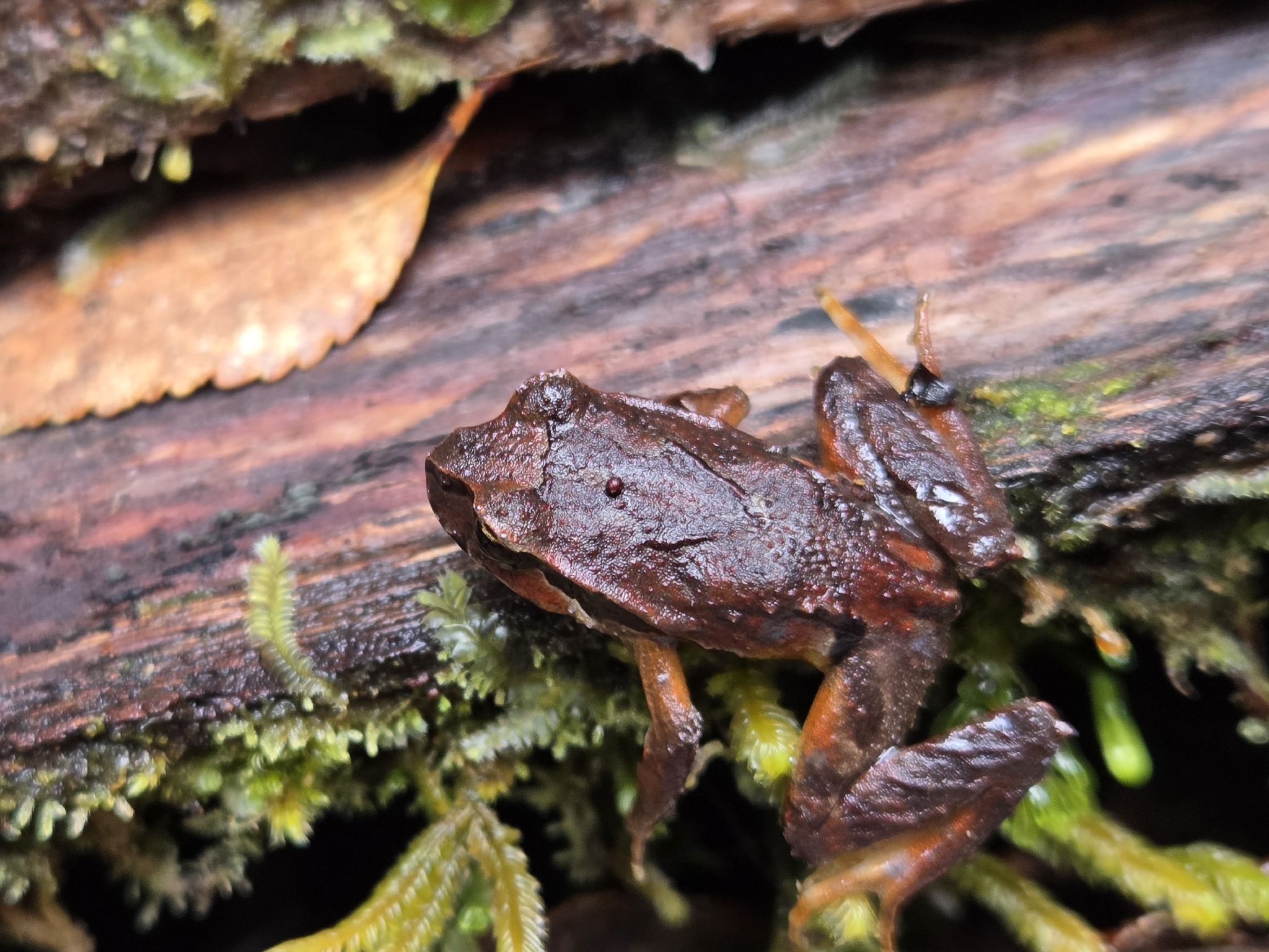 Eupsophus calcaratus (Günther, 1881)