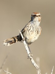 Calamanthus campestris