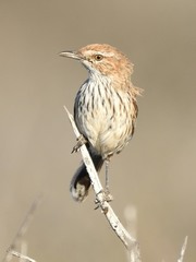 Calamanthus campestris