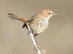 Calamanthus campestris