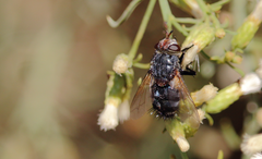 Archytas pilifrons