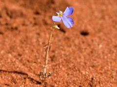 Lobelia heterophylla