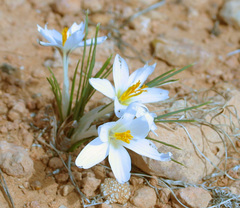 Crocus aleppicus