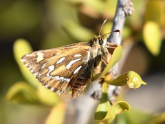 Trapezites argenteoornatus