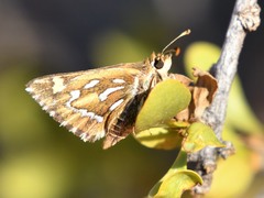 Trapezites argenteoornatus