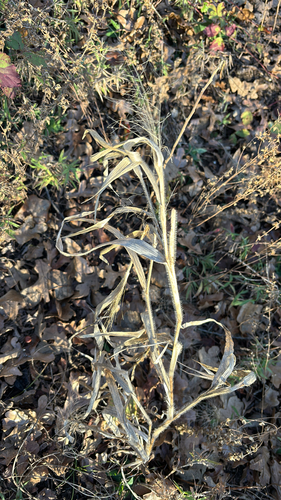 Panicum capillare iNat (2)