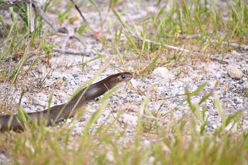 Rottnest Island Dugite sighting