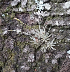 Tillandsia loliacea