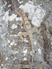 Anolis lucius