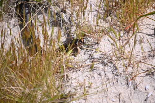 Rottnest Island Dugite sighting