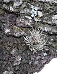 Tillandsia loliacea