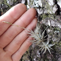Tillandsia loliacea