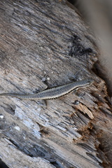 Emoia atrocostata