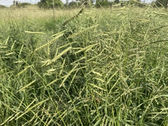 Urochloa panicoides