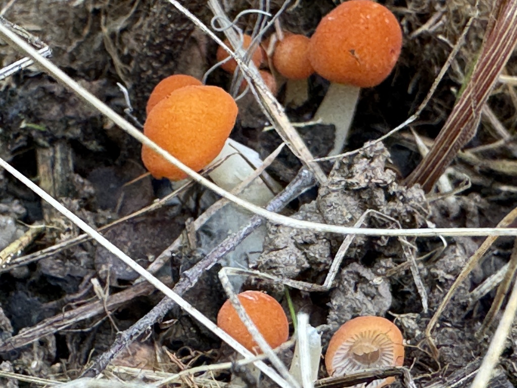 Marasmius elegans · December 2025 · photo: © iandickie (iNaturalist, cc-by)