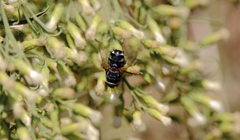 Archytas pilifrons