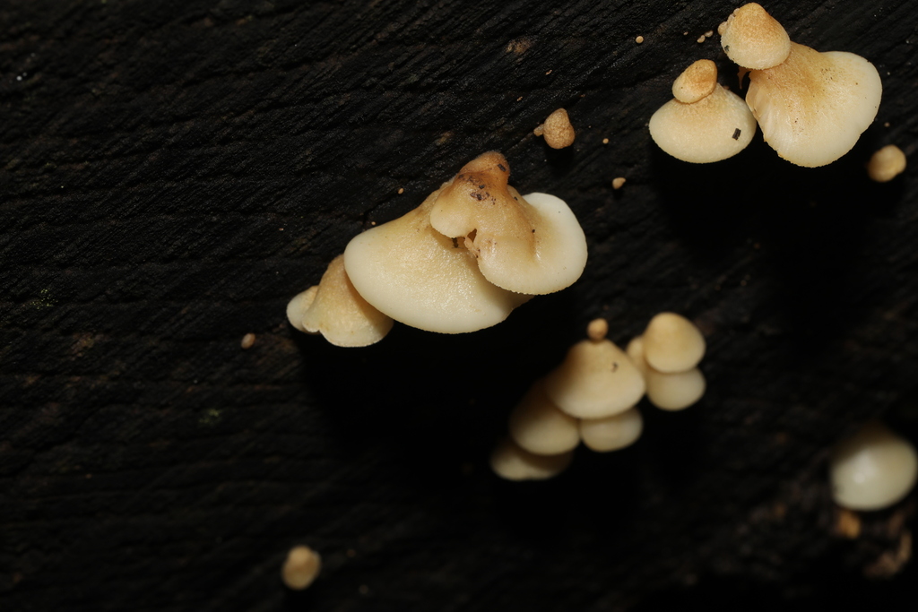 Crepidotus mollis · November 2025 · photo: © steve_mcwilliam (iNaturalist, cc0)