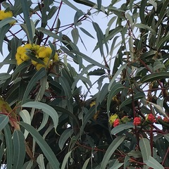 Eucalyptus erythrocorys