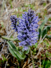 Lagotis glauca