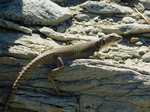 Liolaemus gununakuna