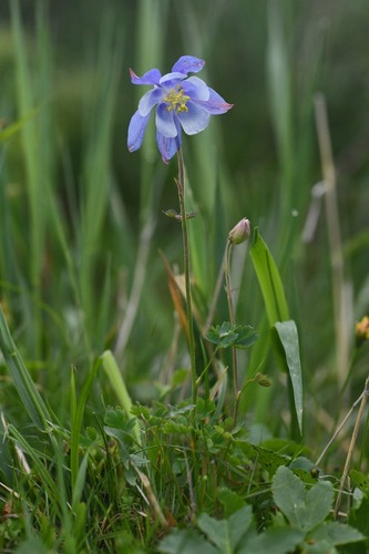 Aquilegia litardierei