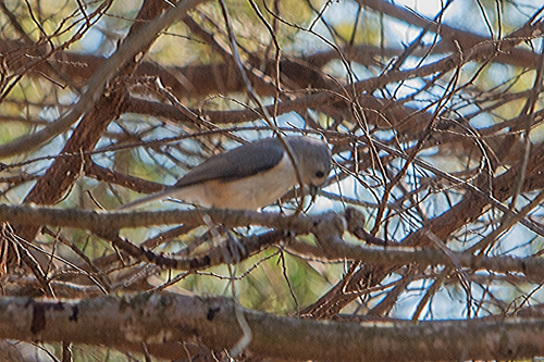 Tufted Titmouse