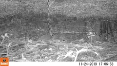 Formicarius moniliger