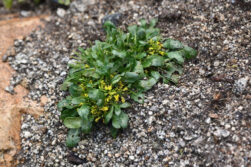 Wild Cress (Barbarea rupicola)