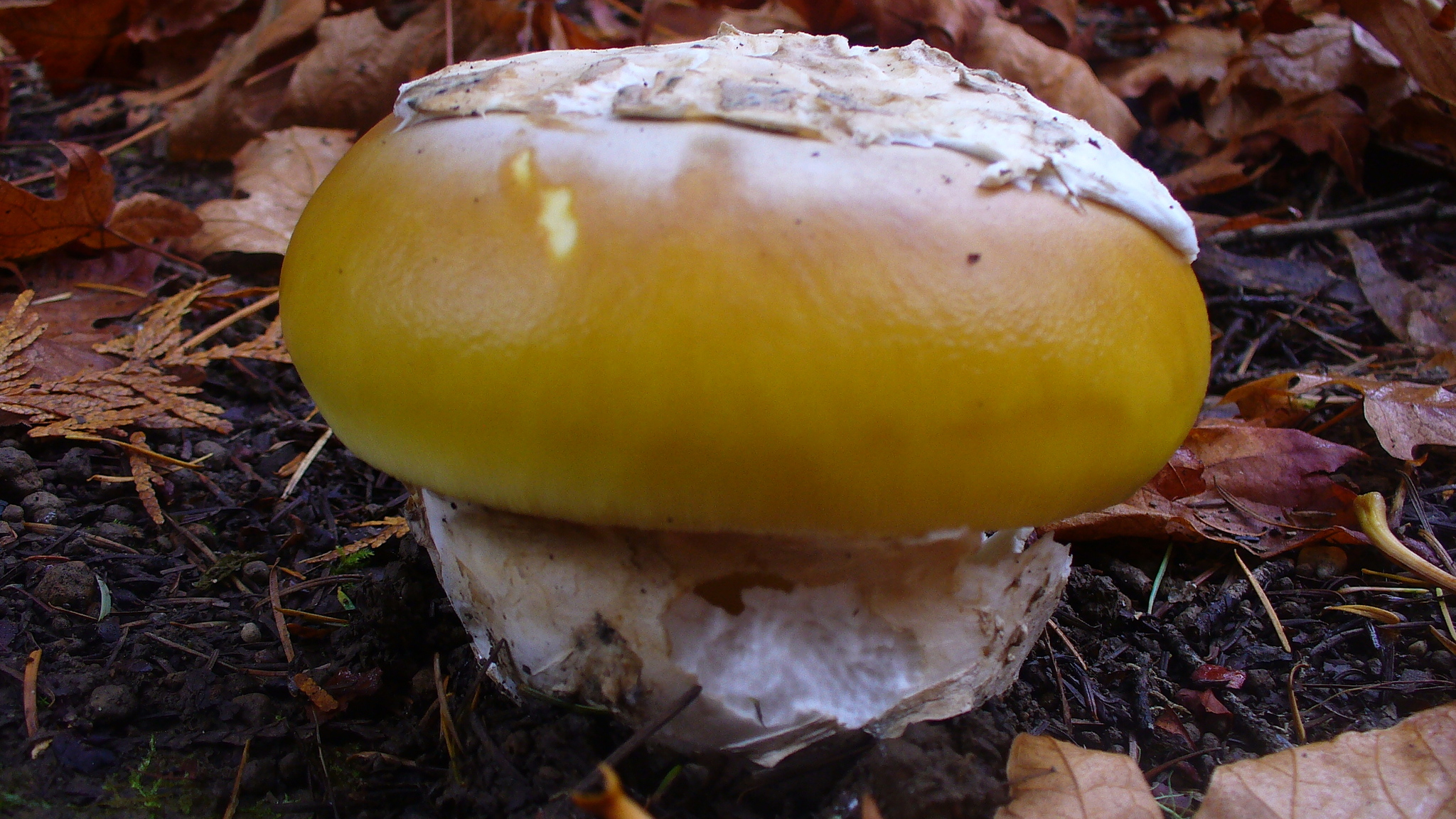 Amanita calyptroderma image