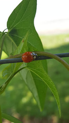 Harmonia axyridis