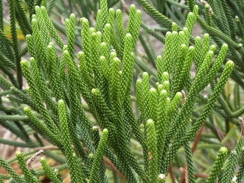 Dacrydium araucarioides (Dacrydium araucarioides)