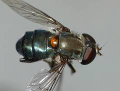 Helophilus hochstetteri
