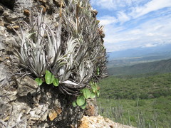 Tillandsia pueblensis