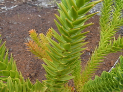 Araucaria muelleri, photograph (c) Alain Le Magueresse, some rights reserved (CC BY)
