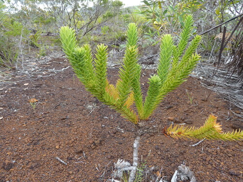 Araucaria muelleri