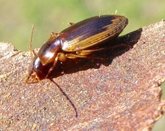 Tanystoma maculicolle
