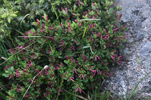 Spurge-olive (Daphne oleoides)