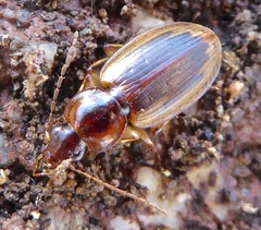 Tanystoma maculicolle